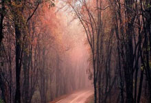 Pizza: What the Data Says About Its True Cost and Market Value